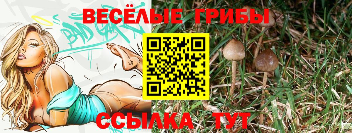 Галлюциногенные грибы Psilocybine cubensis Котельники